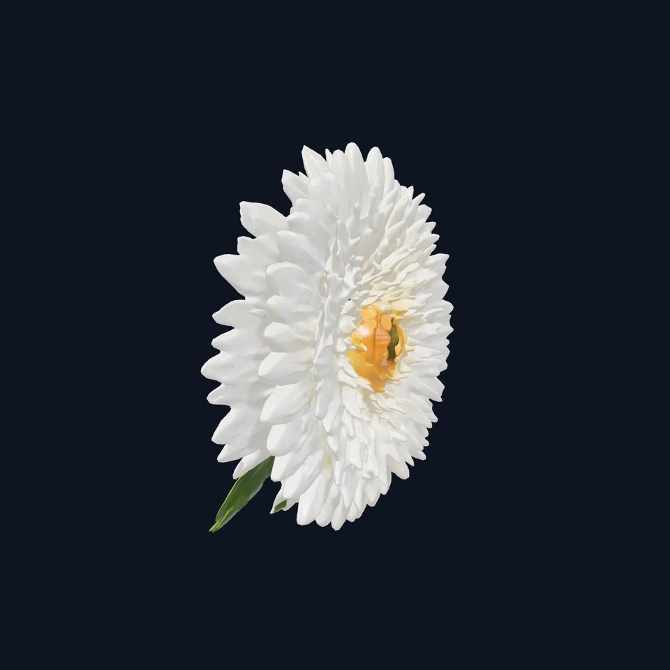 Chrysanthemum White Petal Realistic Texture model pack